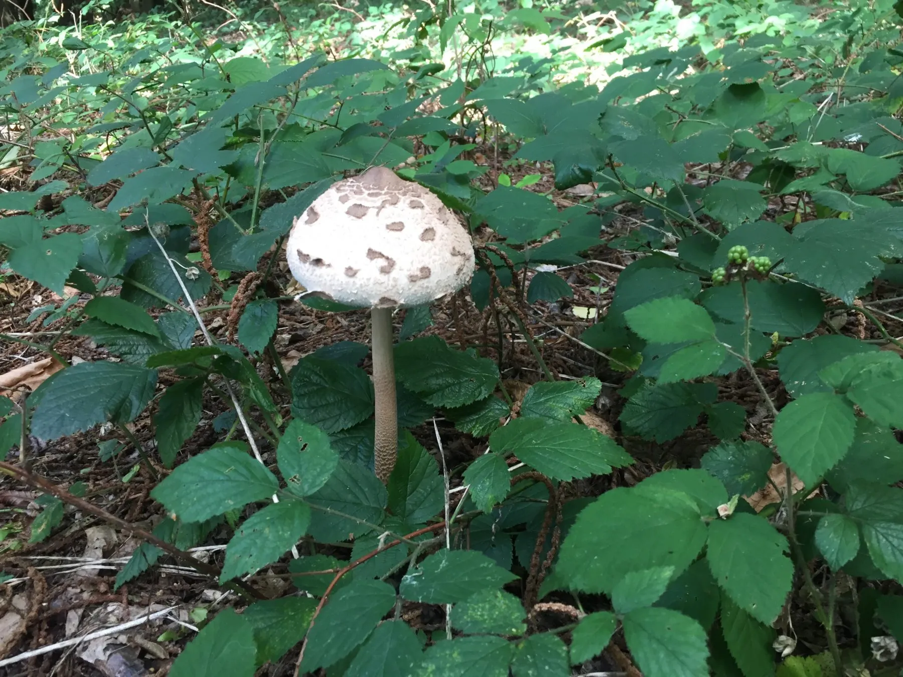 Woods