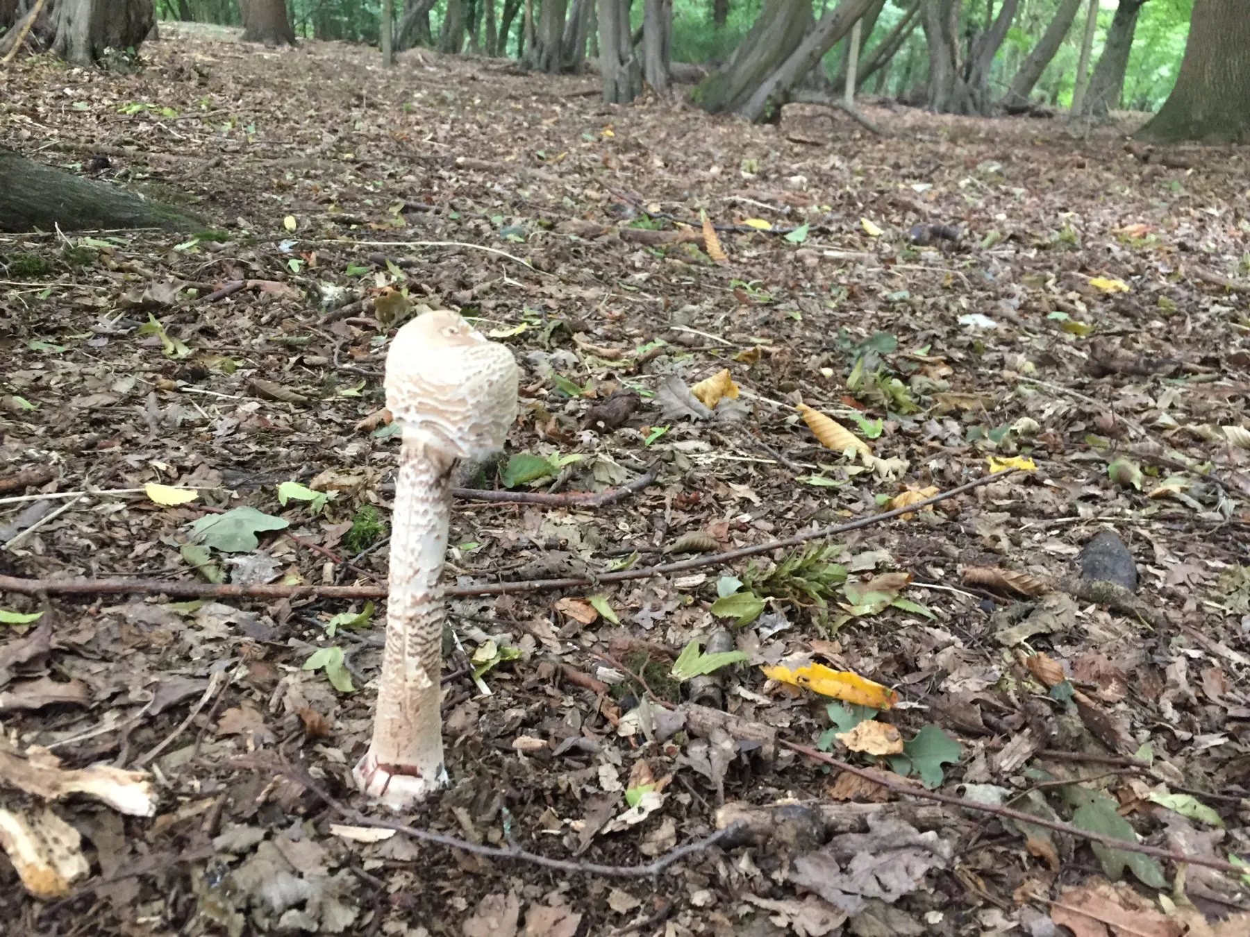 Woods